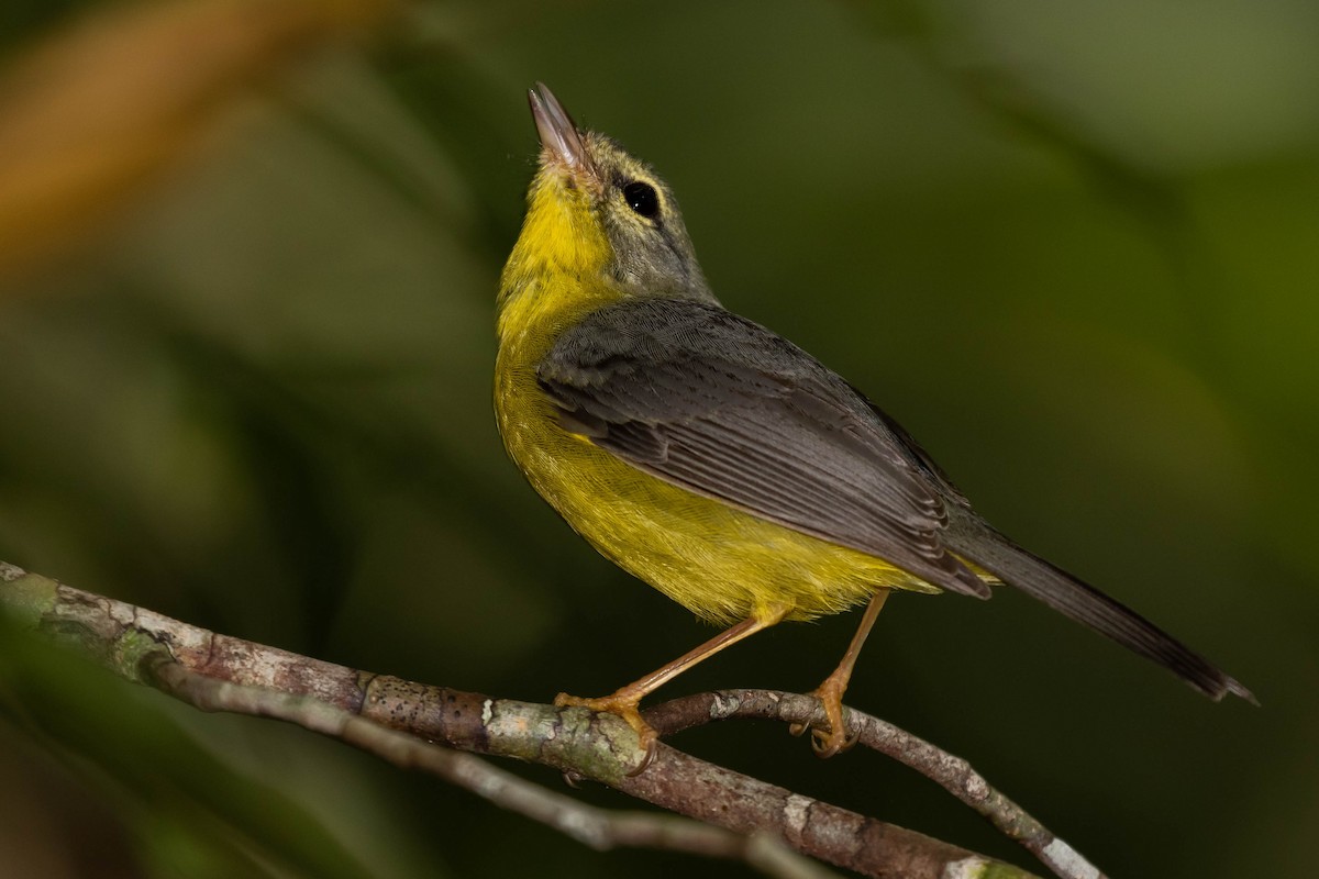 Golden-crowned Warbler (Stripe-crowned) - ML441555621