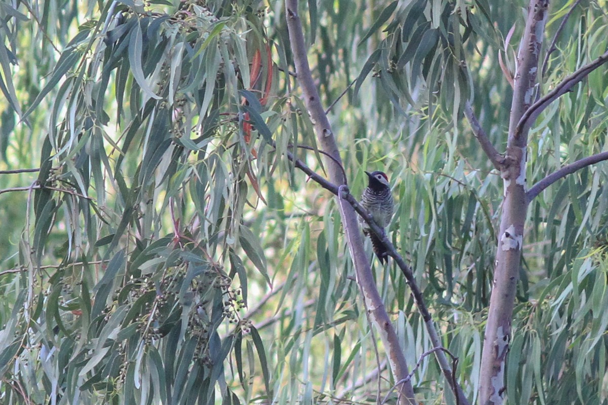 Black-necked Woodpecker - ML44155631