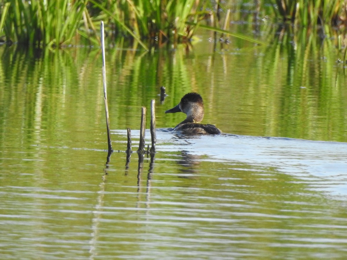 Ring-necked Duck - ML441556821