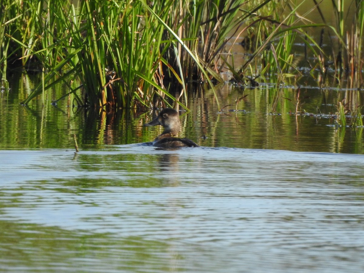 Ring-necked Duck - ML441556831