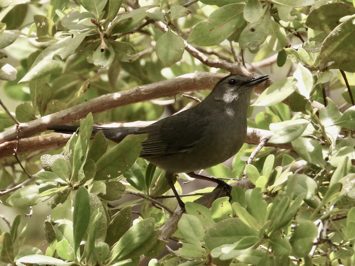 ימימן אמריקני - ML441557021