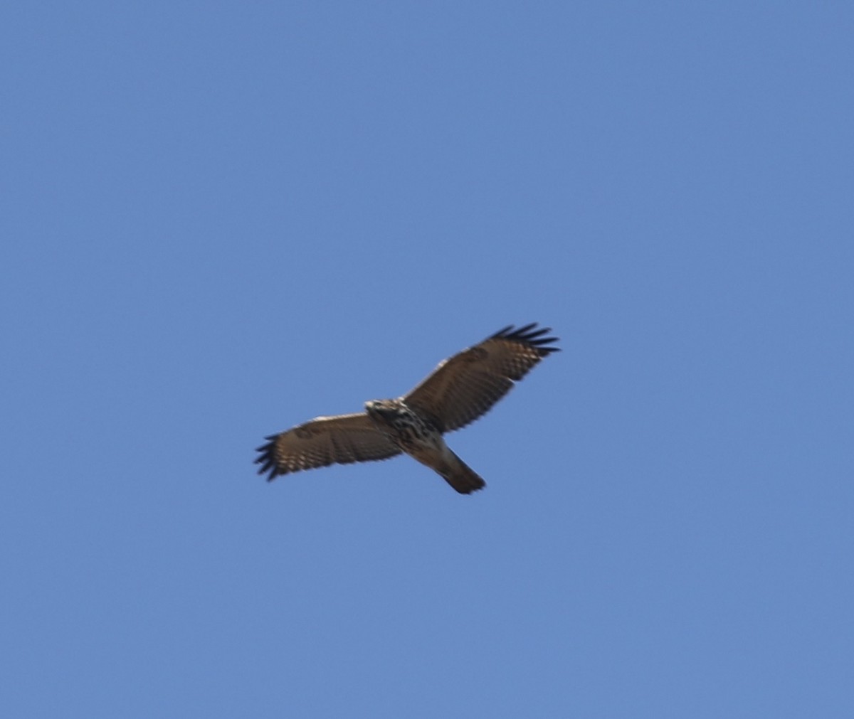 Red-shouldered Hawk - ML441557121