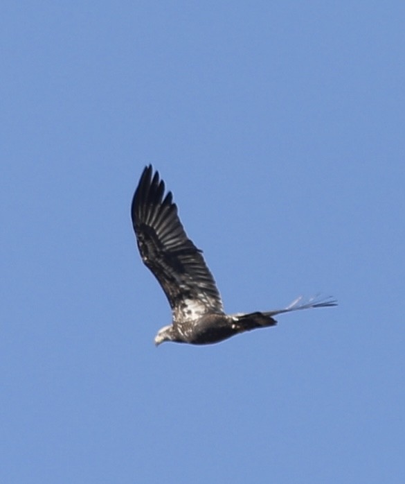 Bald Eagle - ML441557171