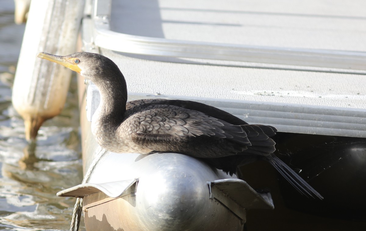Double-crested Cormorant - ML441557621