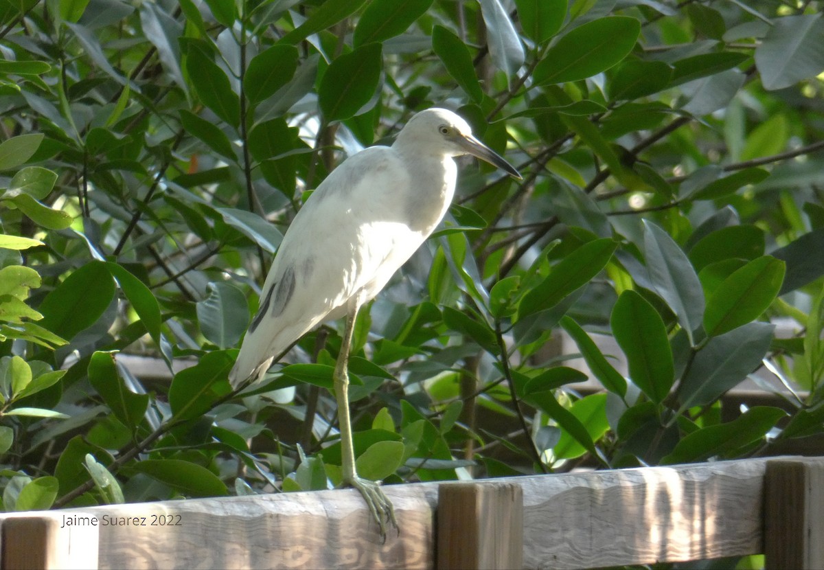 Little Blue Heron - jaime  suarez mejia