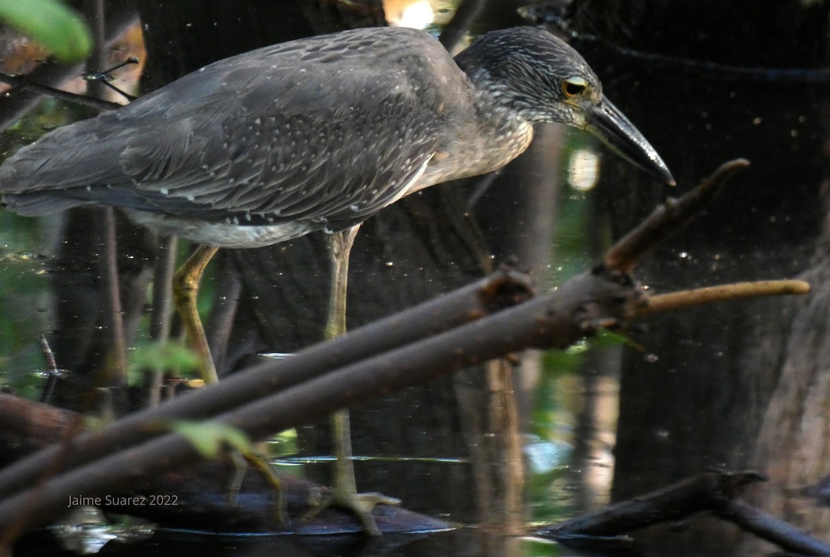 Yellow-crowned Night Heron - ML441558981