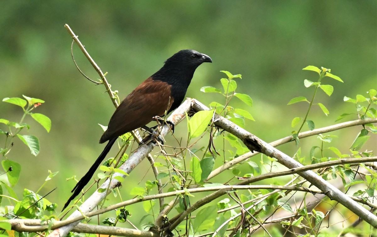 Lesser Coucal - Sunanda Vinayachandran