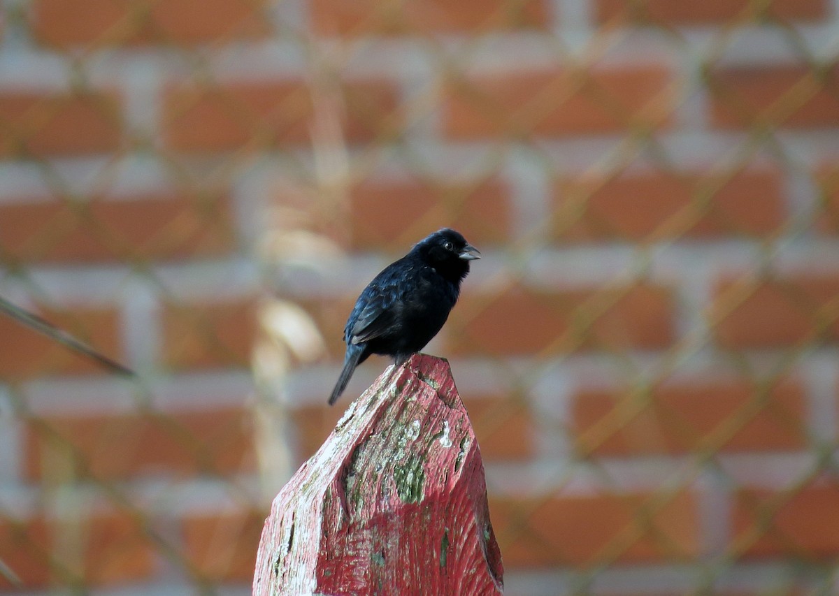 Blue-black Grassquit - Andrés M. Cuervo