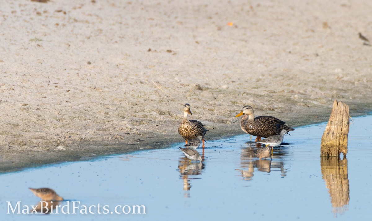 Mottled Duck - ML441560501