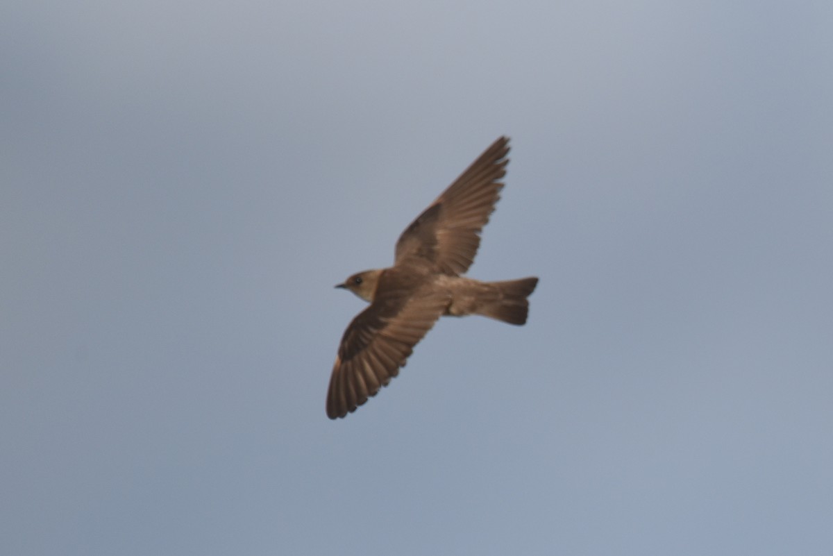 Northern Rough-winged Swallow - John Swenfurth