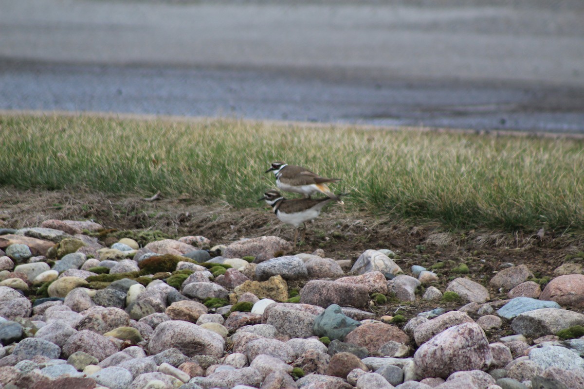 Killdeer - ML441562281