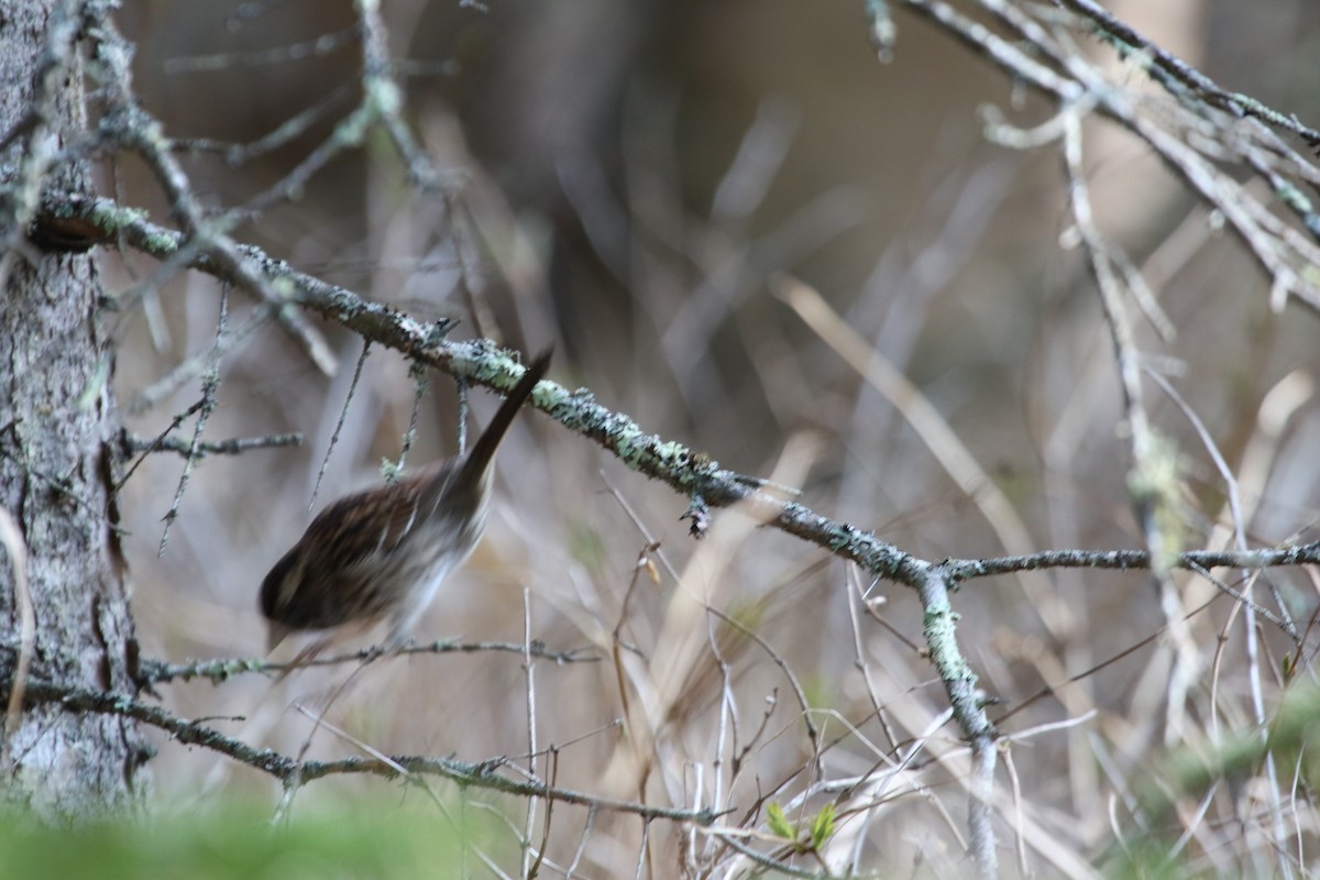 Passerellidae sp. (sparrow sp.) - ML441565021