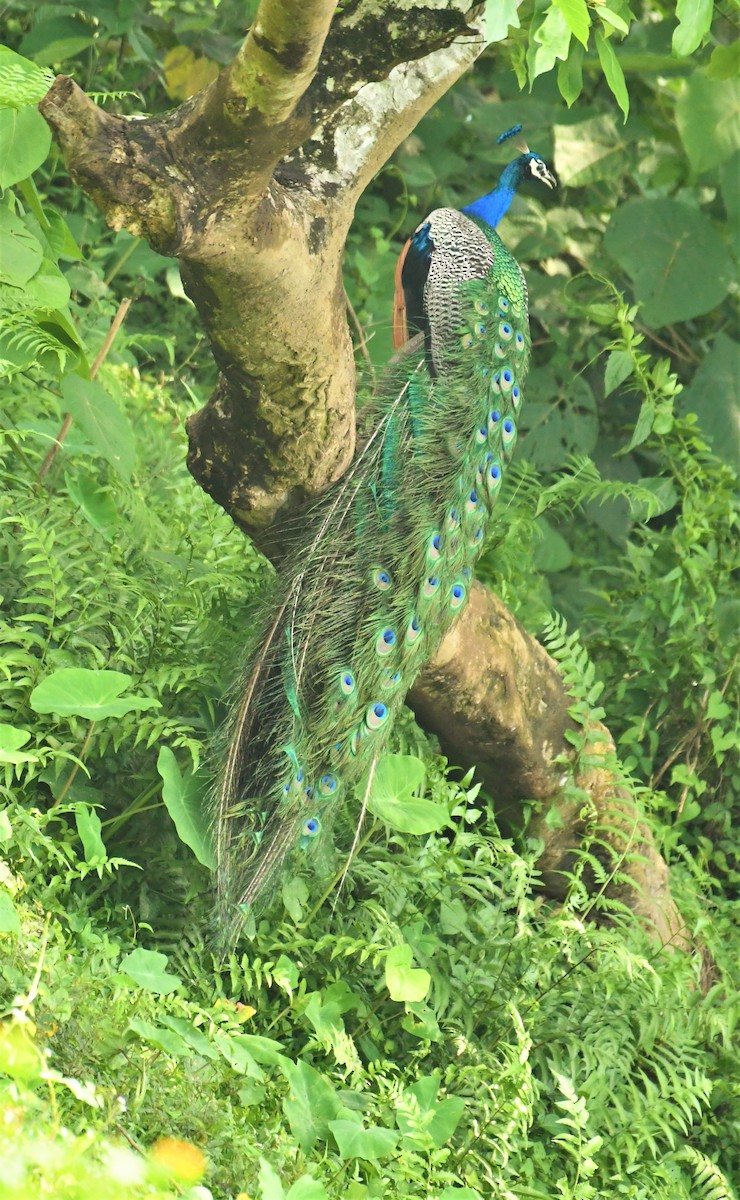 Indian Peafowl - ML441566031