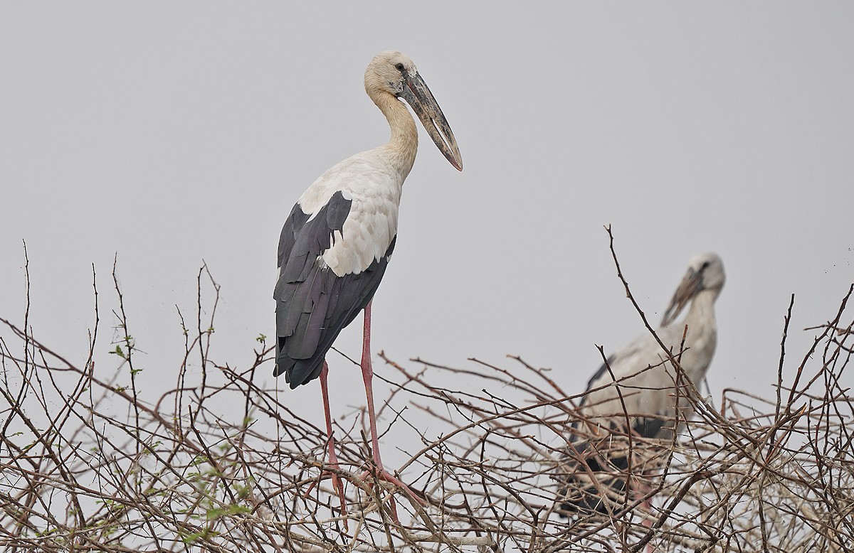 Asian Openbill - Tim Avery