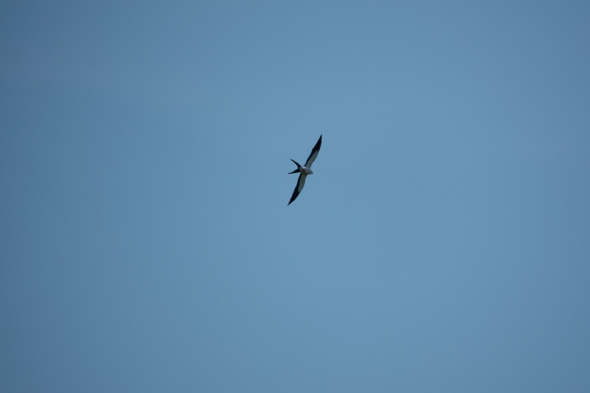 Swallow-tailed Kite - ML441569861