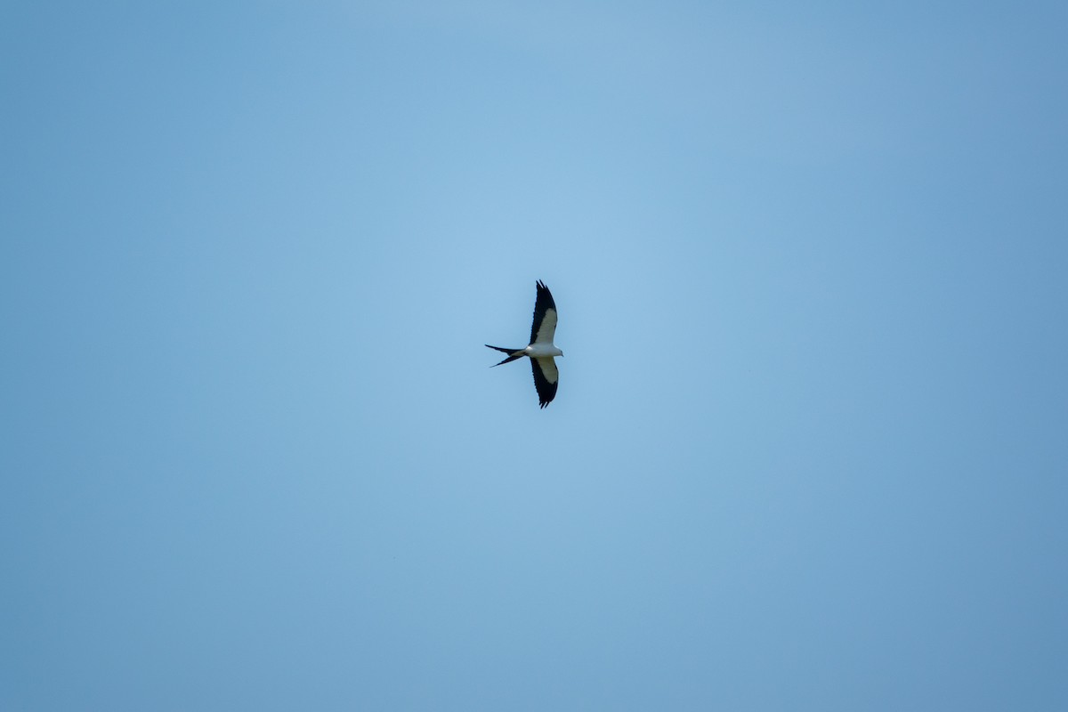 Swallow-tailed Kite - ML441569871