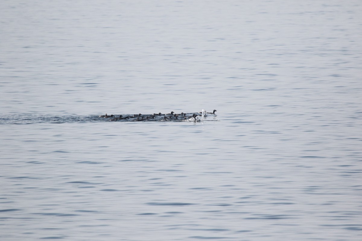 Long-tailed Duck - ML441570431