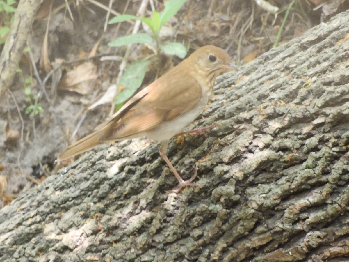 Veery - ML441571741