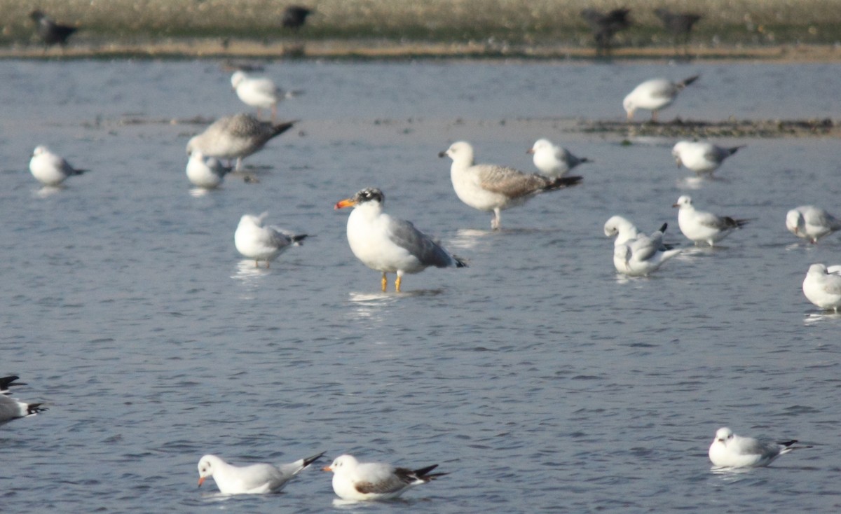 Pallas's Gull - ML44157231