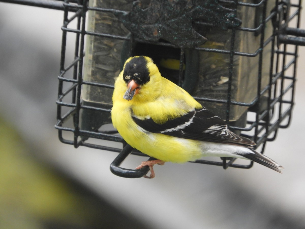 American Goldfinch - ML441573911