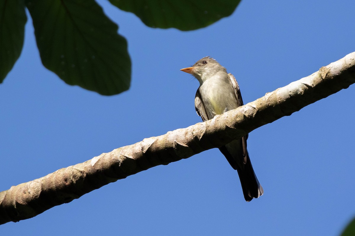 Eastern Wood-Pewee - ML441575661