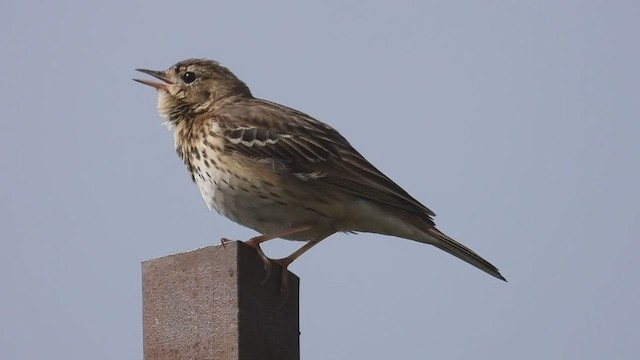 Tree Pipit - ML441576061