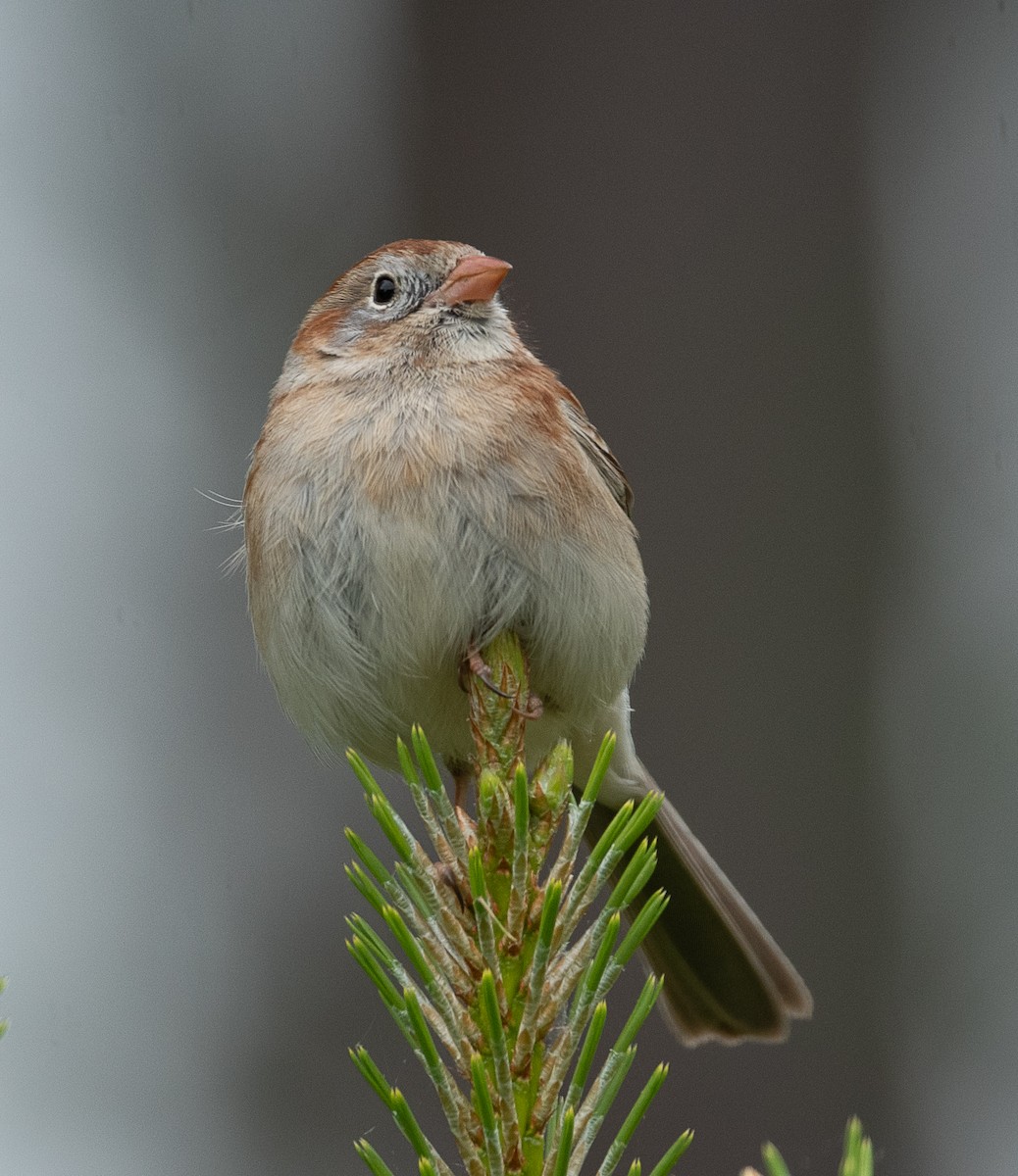 Field Sparrow - ML441578681