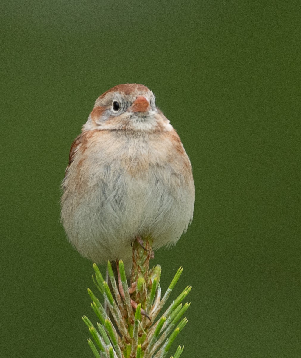 Field Sparrow - ML441578691