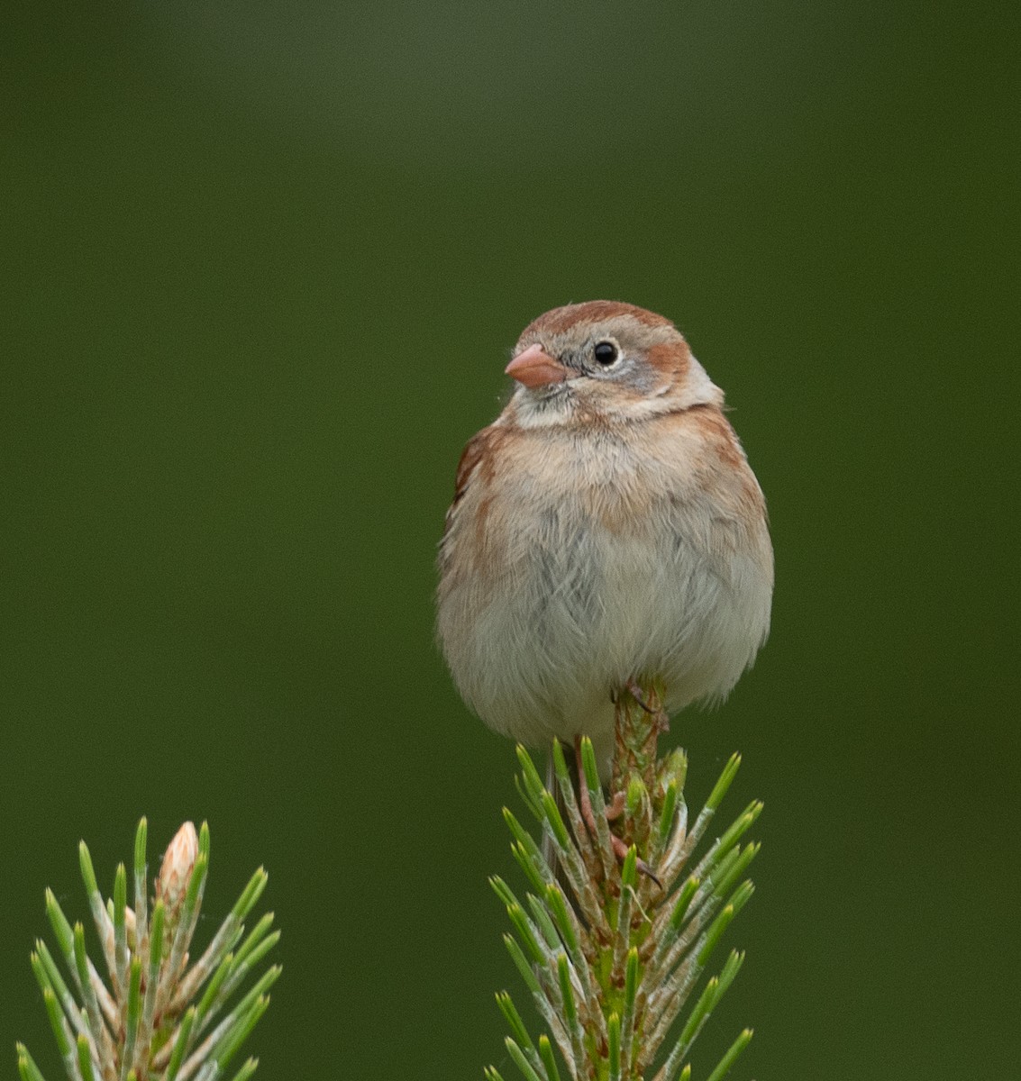 Field Sparrow - ML441578721