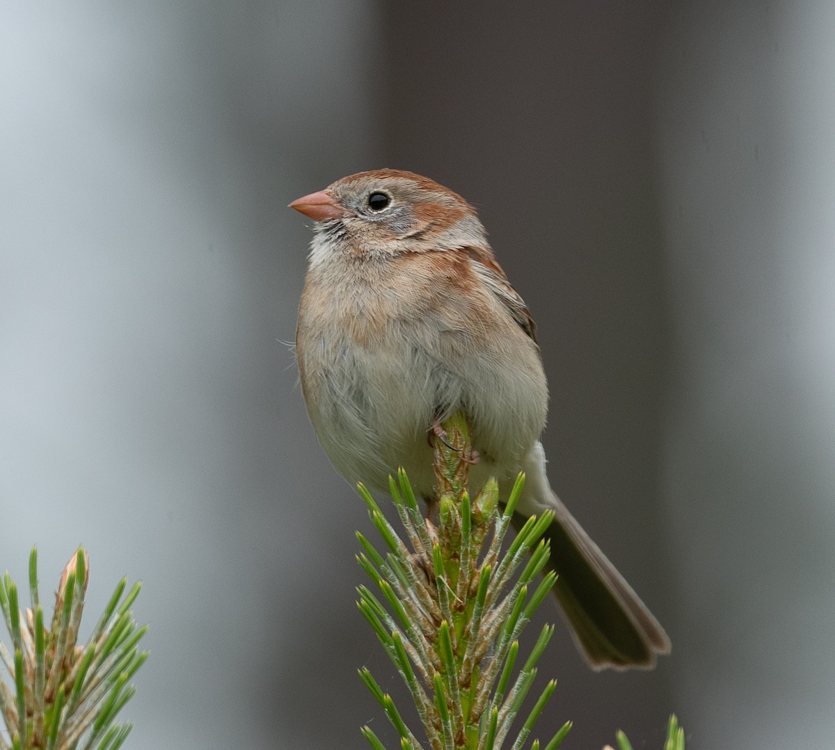 Field Sparrow - ML441578741
