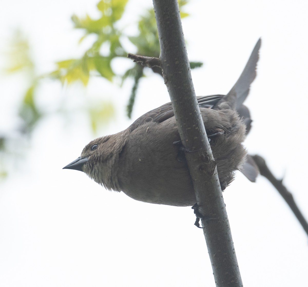 Brown-headed Cowbird - ML441578921
