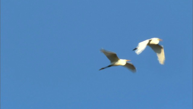 Great Egret (American) - ML441579