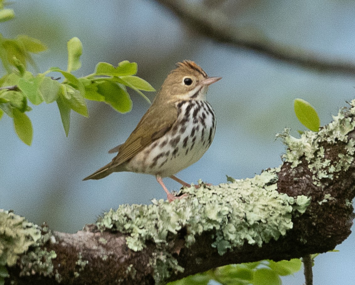 Ovenbird - ML441579001