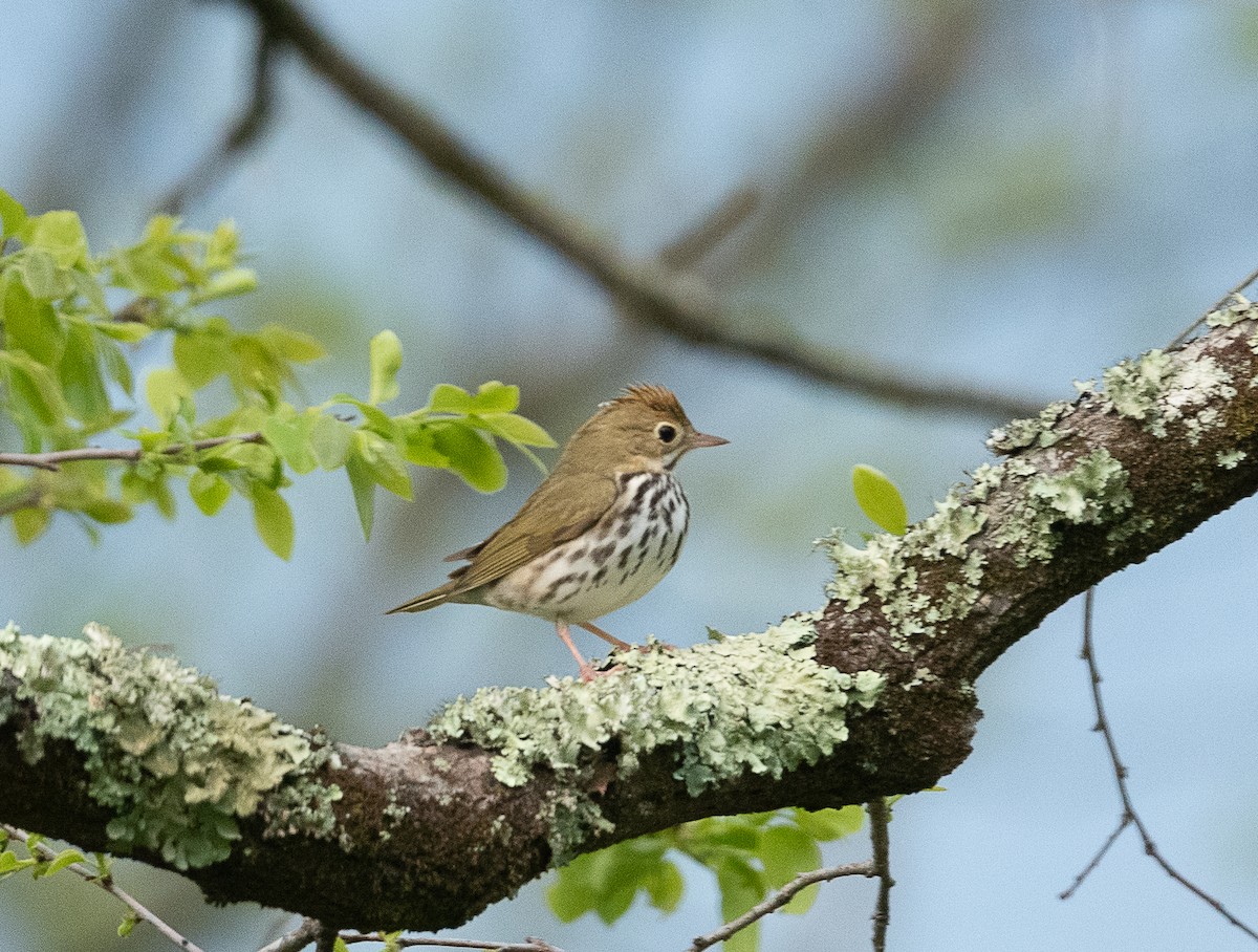 Ovenbird - ML441579021