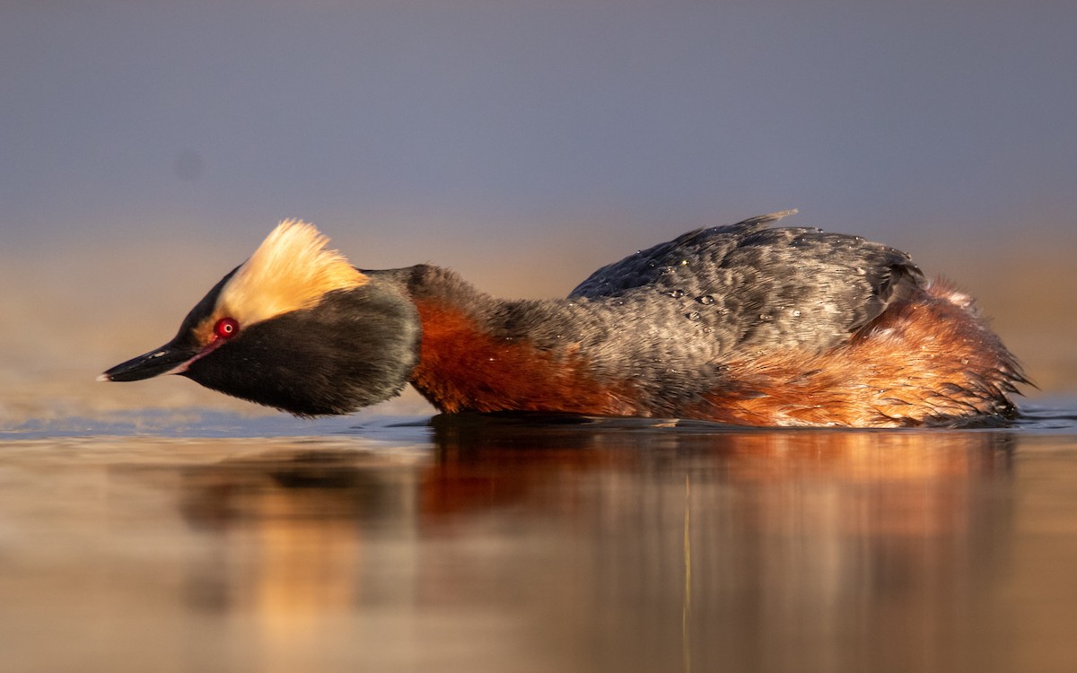 Horned Grebe - Rain Saulnier