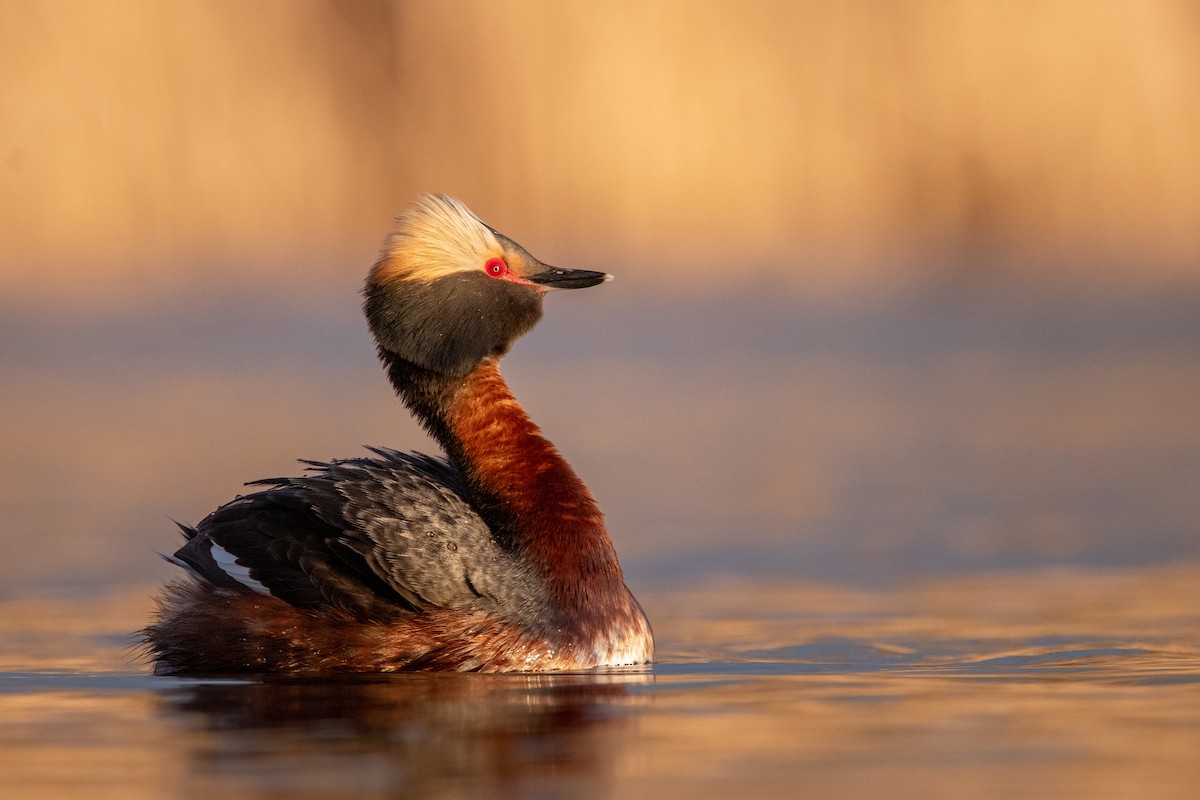 Horned Grebe - ML441579151