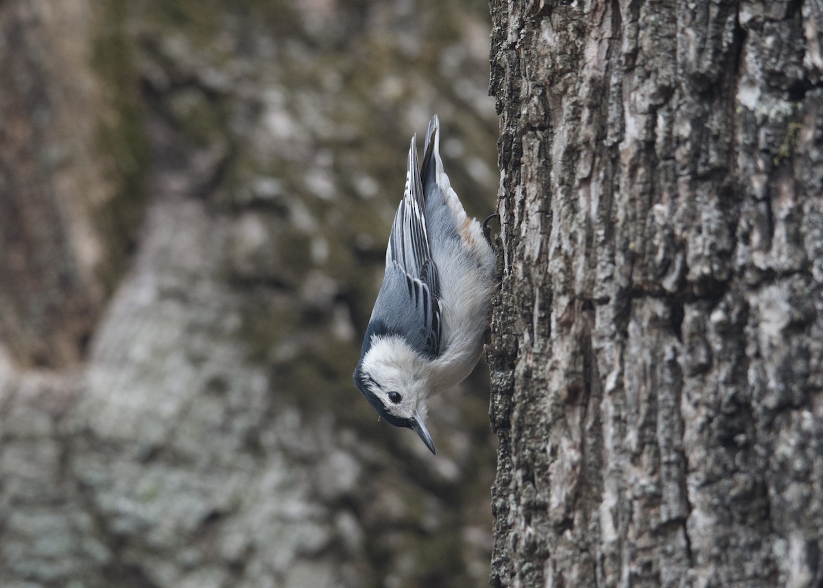 White-breasted Nuthatch - ML441579731