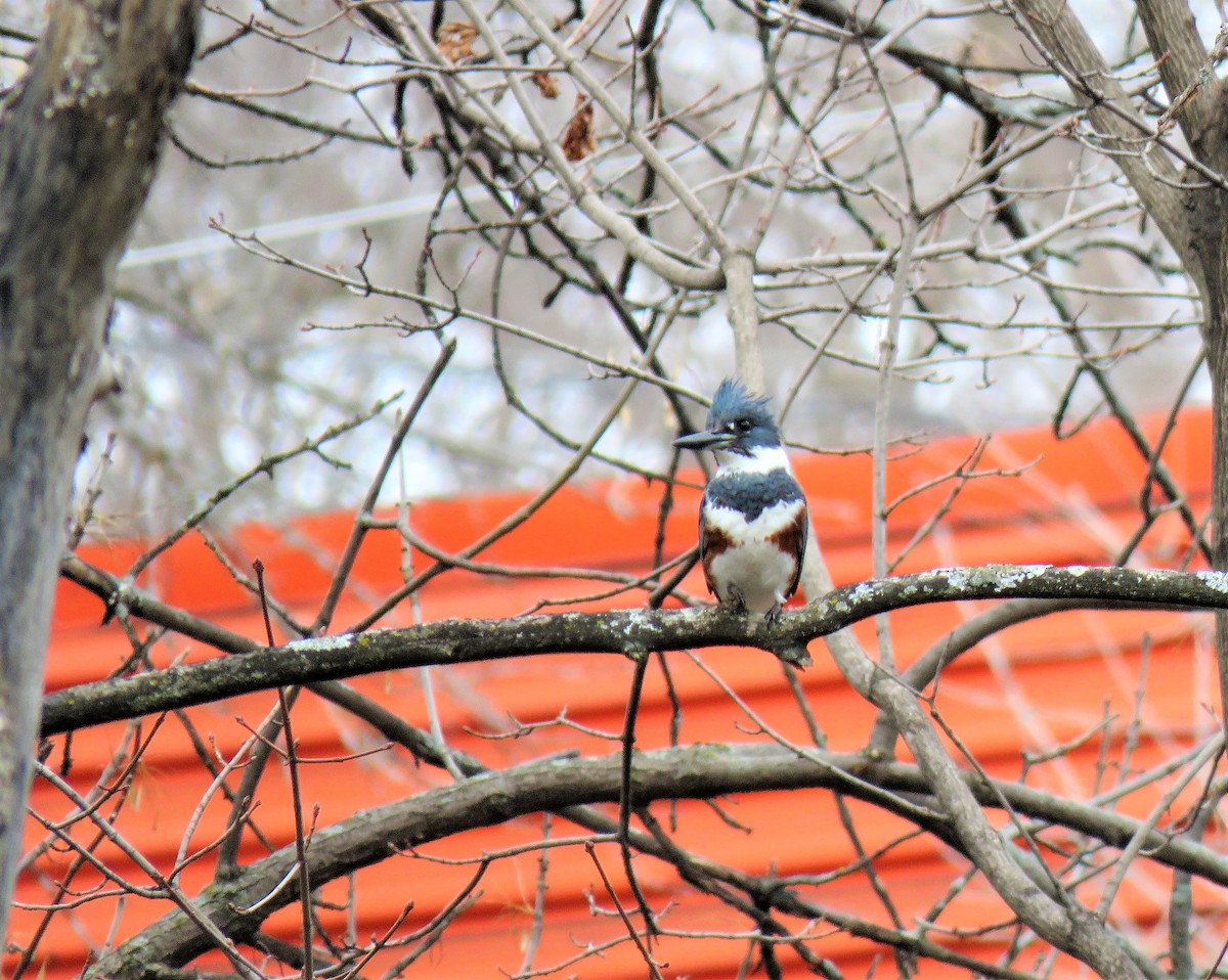 Belted Kingfisher - ML441579871