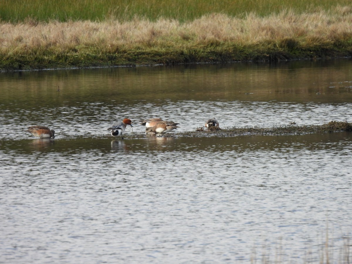 Eurasian Wigeon - ML441580851