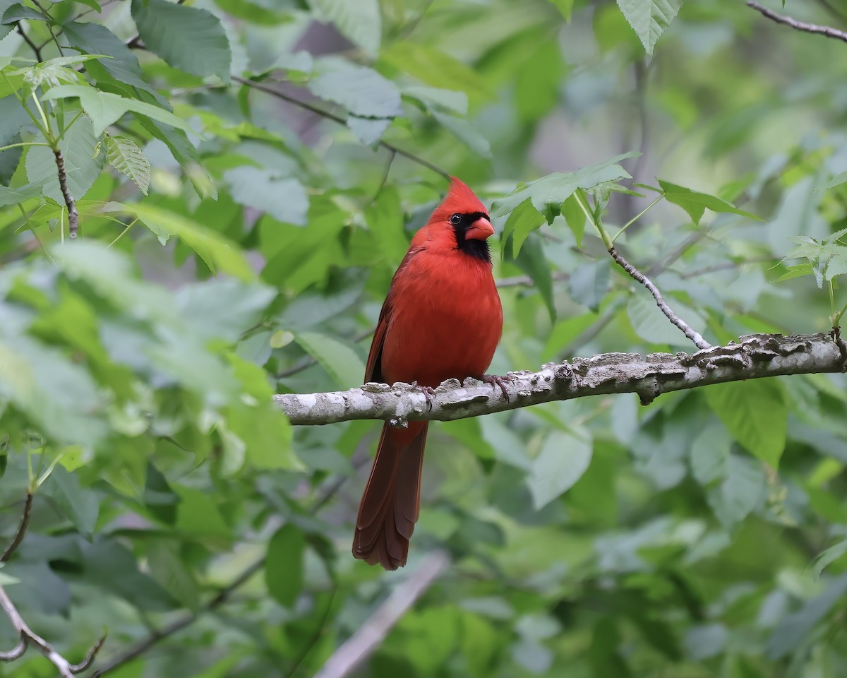 Northern Cardinal - ML441585231