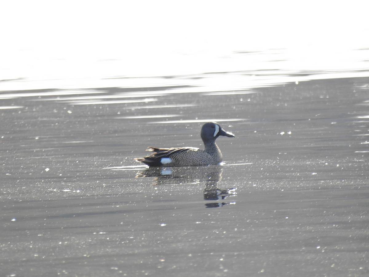 Blue-winged Teal - ML441585311