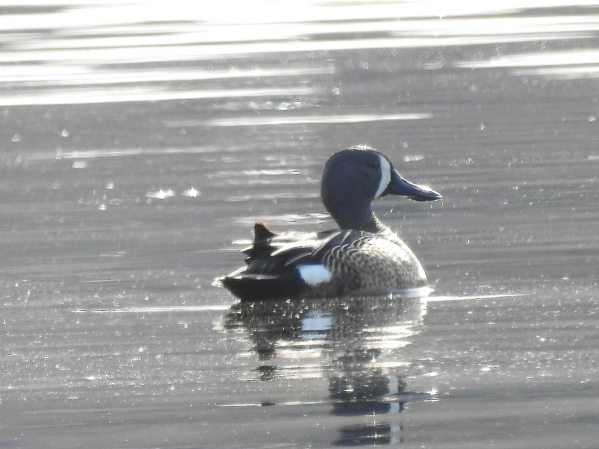 Blue-winged Teal - ML441585321