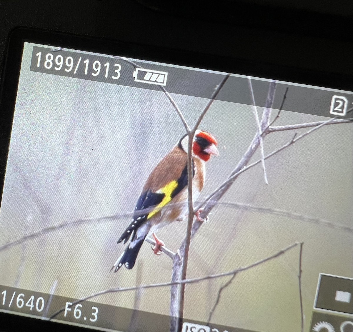 European Goldfinch - ML441586001