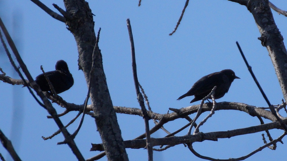 Rusty Blackbird - ML441586791