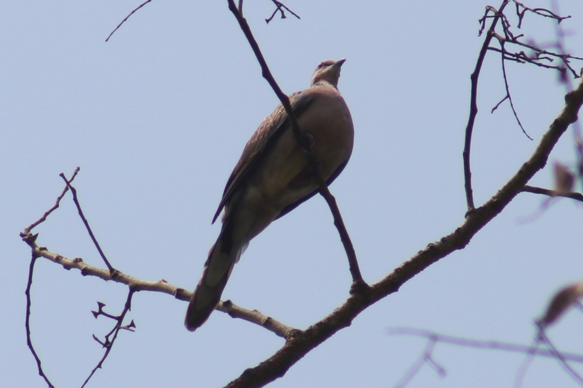 Spotted Dove - ML441587461