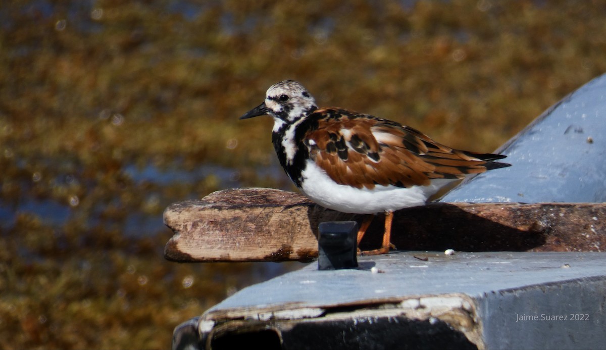 Ruddy Turnstone - ML441589251