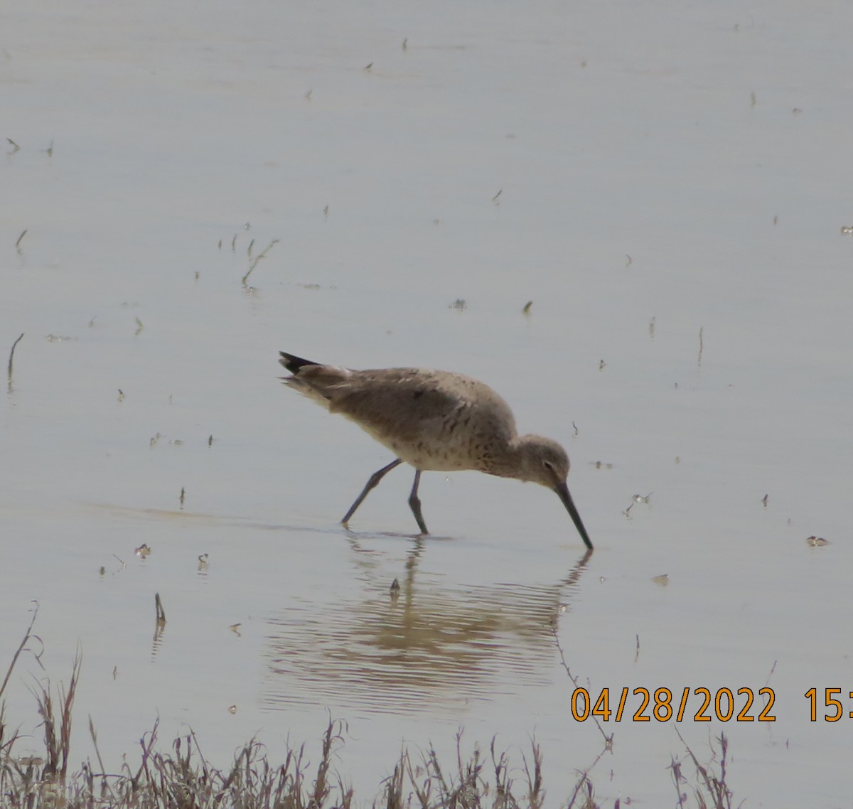 Willet - ML441590431