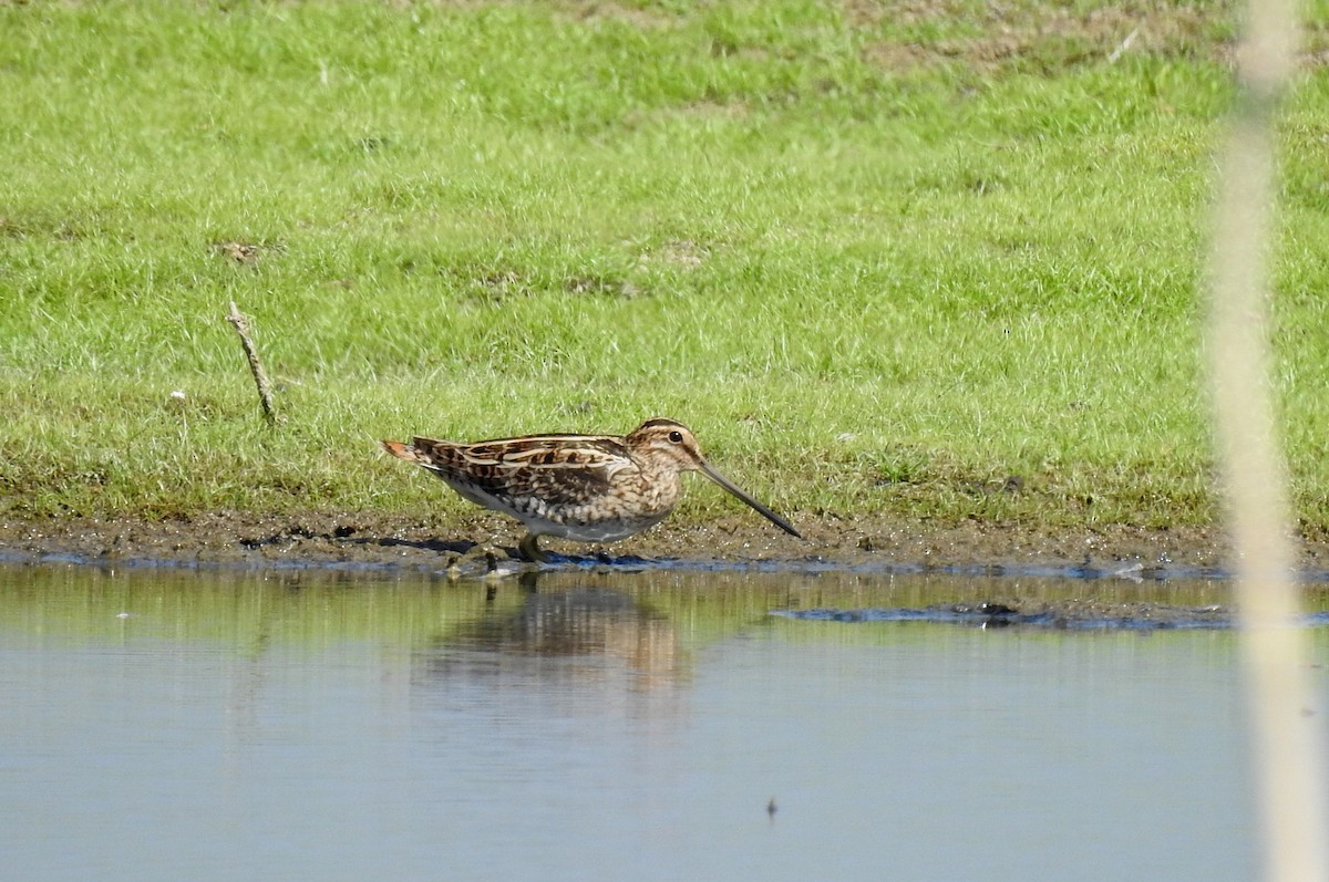 Common Snipe - ML44159061