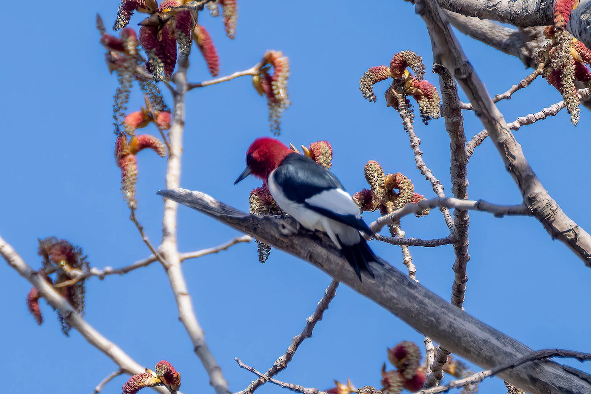 Red-headed Woodpecker - ML441592611