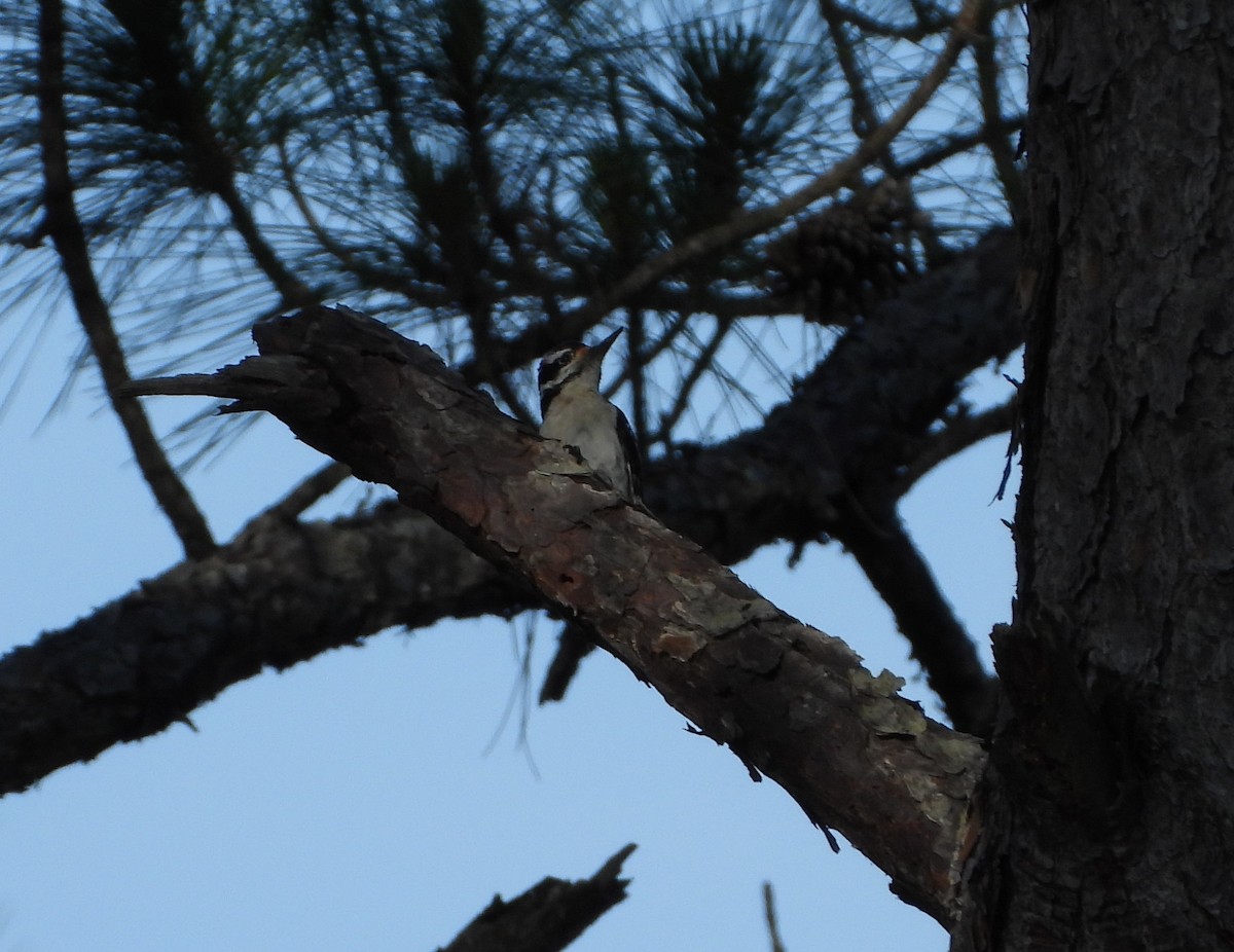 Hairy Woodpecker - Cheri & Rich Phillips